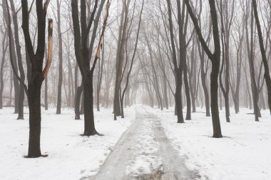 Kış beyaz karla kaplı park