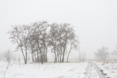 Kış beyaz karla kaplı park