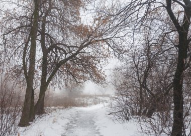 Kış beyaz karla kaplı park