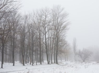 Kış beyaz karla kaplı park