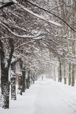 Winter park beyaz karla kaplı. Donetsk. Ukrayna.