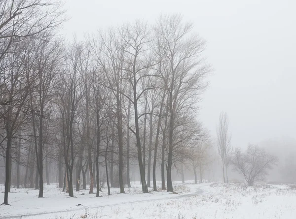 Зимний парк покрыт белым снегом — стоковое фото