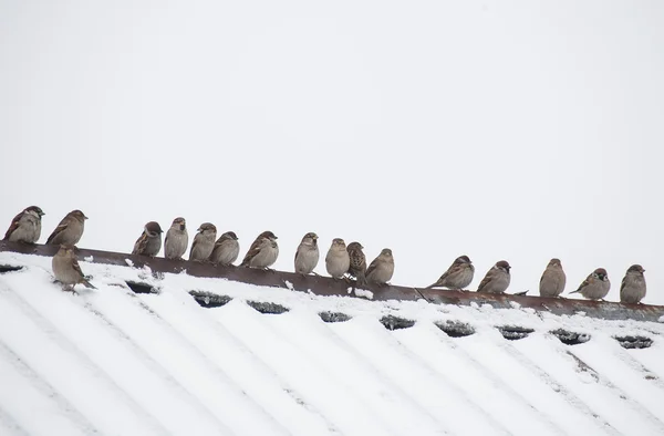 Troupeau de moineaux assis sur le toit — Photo