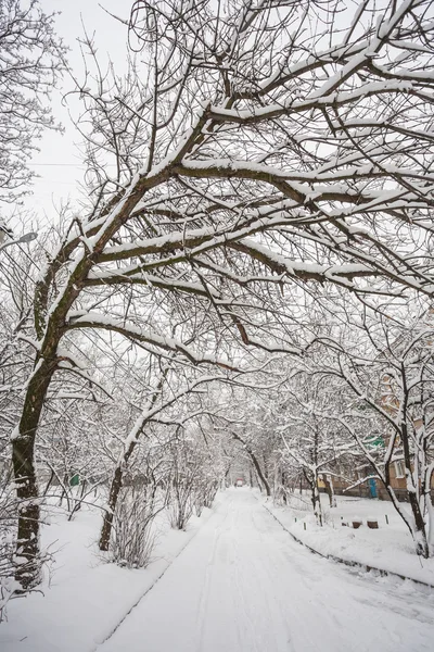 Kış beyaz karla kaplı park