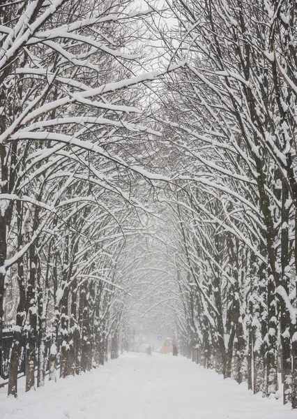 Winter park covered with white snow. Donetsk. Ukraine. — Stock Photo, Image