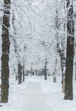 Kış beyaz karla kaplı park