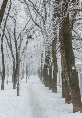 Kış beyaz karla kaplı park