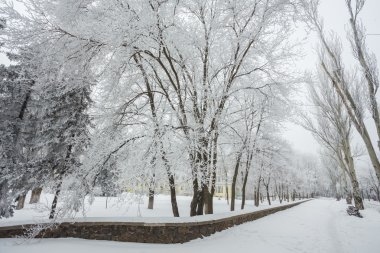 Winter park beyaz karla kaplı. Donetsk. Ukrayna.