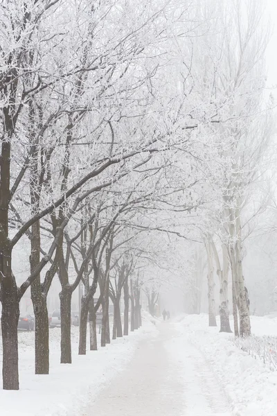 Winter park covered with white snow — Stock Photo, Image