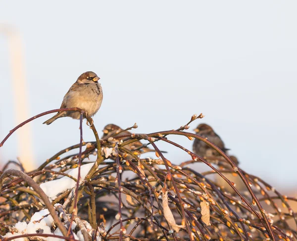 Sparrow bird — Fotografie, imagine de stoc