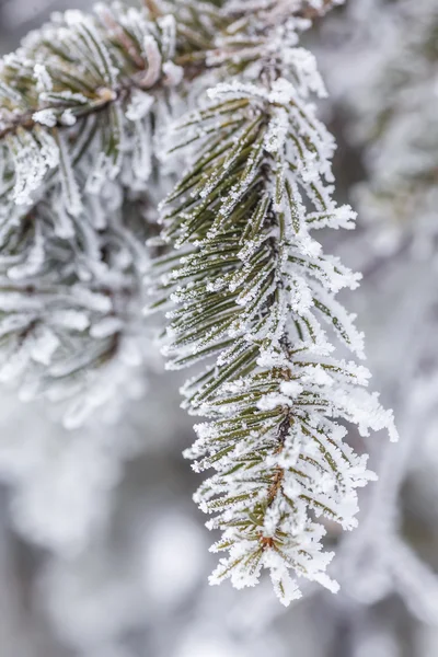 Vinter bakgrund — Stockfoto