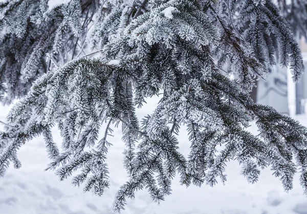 Vinter bakgrund — Stockfoto