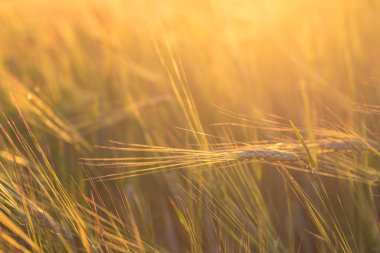 Buğday tarlasını kapatın.