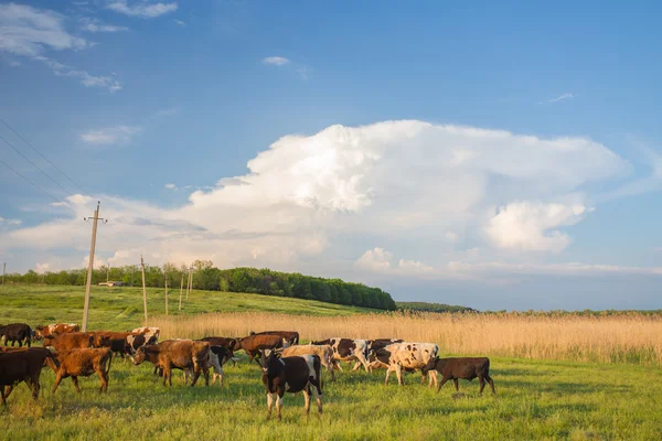 Коровы пасутся на зеленом лугу. — стоковое фото