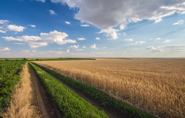 Sommarlandskap med vetefält — Stockfoto