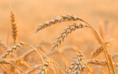 Buğday tarlasını kapatın.