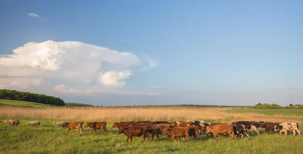 Kühe grasen auf der grünen Wiese. — Stockfoto