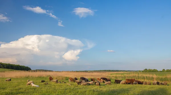 Kühe grasen auf der grünen Wiese. — Stockfoto