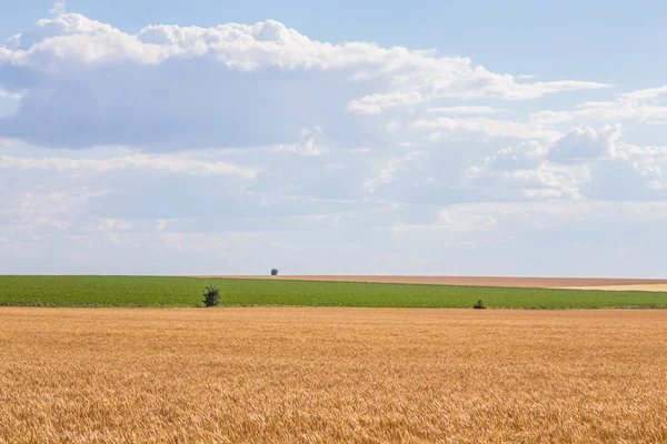 Sommarlandskap med vetefält — Stockfoto