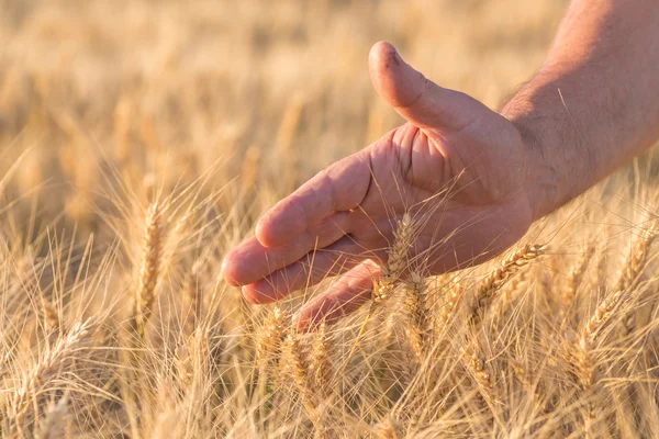 Mogen gyllene vete öron i handen — Stockfoto