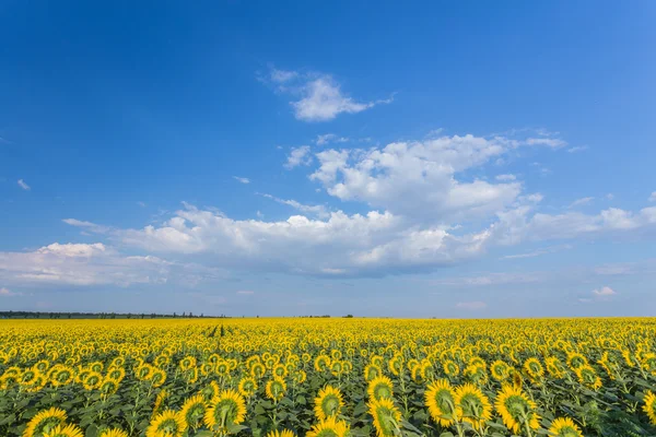 Sonnenblumen — Stockfoto