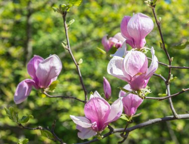 Manolya çiçek bahar