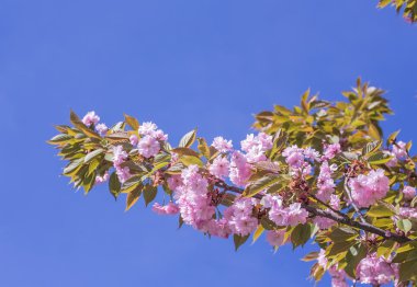 kiraz ağaçları kapandı 