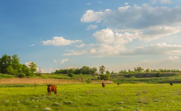 Krávy pasoucí se na zelené louce. — Stock fotografie