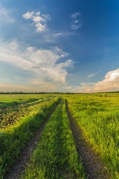Zomer landschap met groene gras en weg — Stockfoto