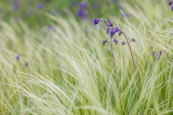 Перьевая трава 