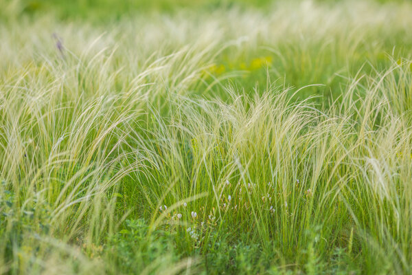 Перьевая трава 