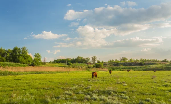 Mucche al pascolo nel prato verde. — Foto Stock