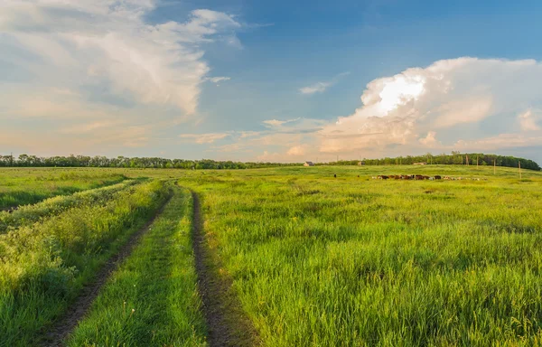 Paisagem de verão com grama verde e estrada — Fotografia de Stock