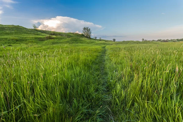 緑の草と道路夏の風景 — ストック写真