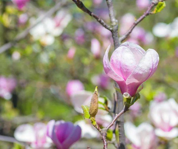 Magnolia fiorisce in primavera — Foto Stock