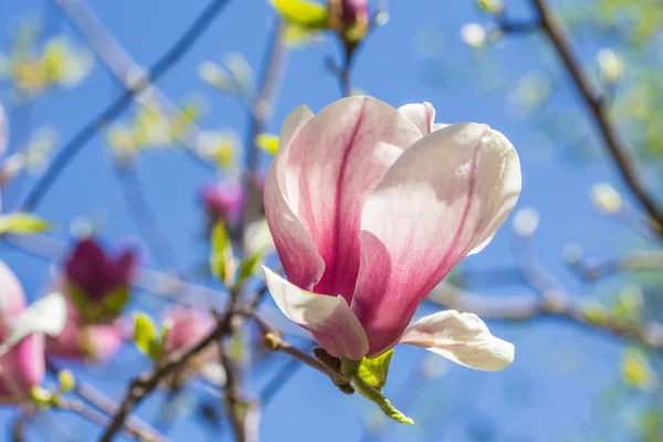 Magnolia fiorisce in primavera — Foto Stock