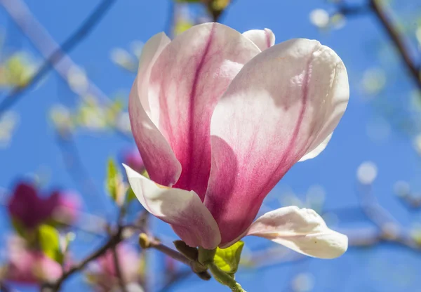 Magnolia fiorisce in primavera — Foto Stock