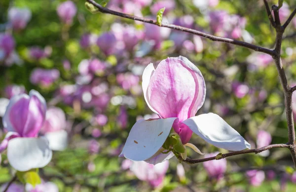 Magnolia fiorisce in primavera — Foto Stock