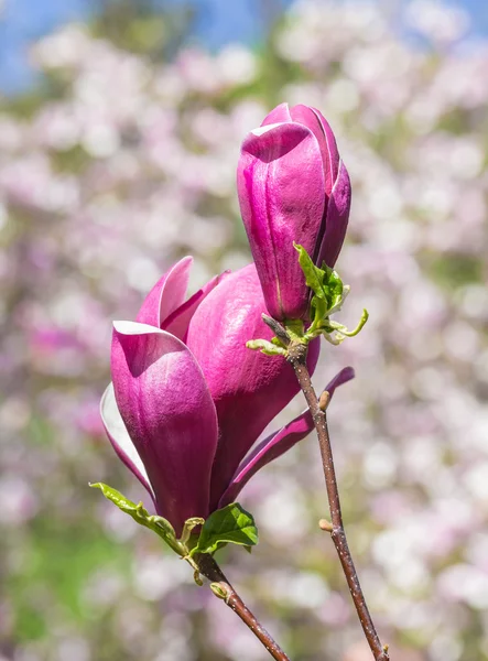 Magnolia blooms in spring — Stock Photo, Image