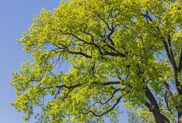Arriba vista en el árbol — Foto de Stock