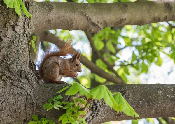 Squirrel eating nut in green forest. — Stock Photo, Image