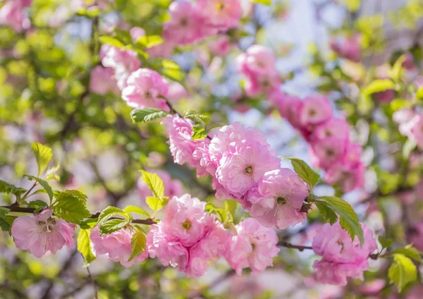 Chiuso di fiori di ciliegio — Foto Stock