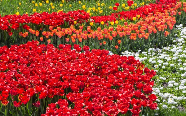 Bloem bed van multicolor tulpen — Stockfoto