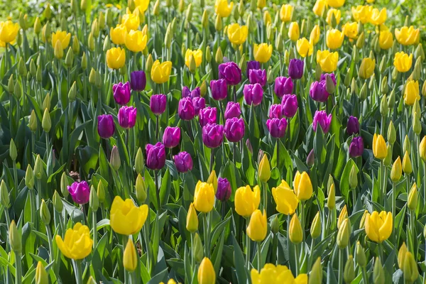 Bloem bed van multicolor tulpen — Stockfoto