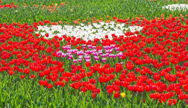 Bloem bed van multicolor tulpen — Stockfoto