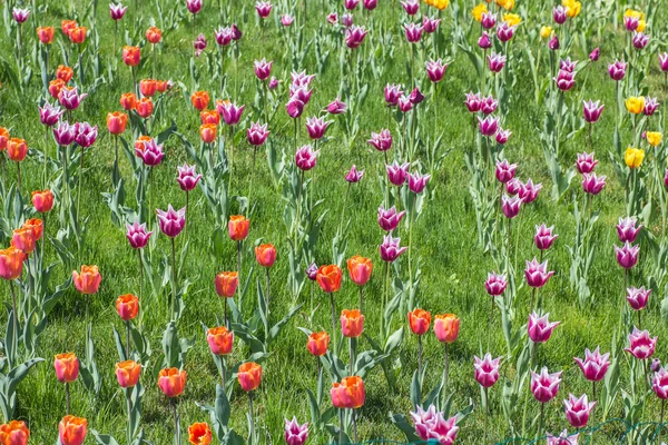 Flower bed of multicolor tulips — Stock Photo, Image