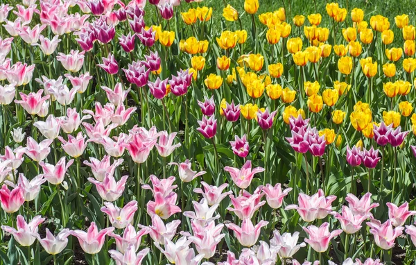 Bloem bed van multicolor tulpen — Stockfoto