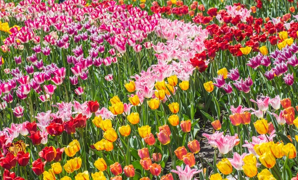 Цветочное ложе из многоцветных тюльпанов — стоковое фото
