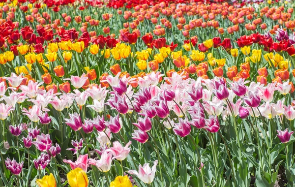 Цветочное ложе из многоцветных тюльпанов — стоковое фото