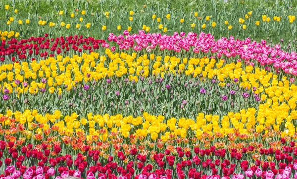 Bloem bed van multicolor tulpen — Stockfoto